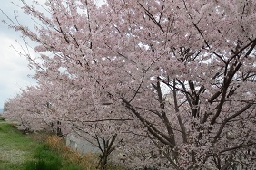 桜は頑張っているわ～～