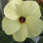 「花オクラ」今頃に咲く