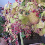 新年の短歌会で