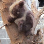 「明けましておめでとうございます」