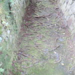 この夏の苦しさ！！