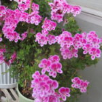 ベランダは花盛り！