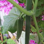 キュウリの苗が愛おしいわ～～