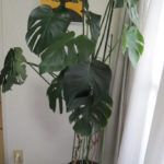 3年前のモンステラと今