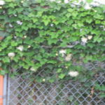 ＜街中に烏瓜の花＞謎めいて・・・。